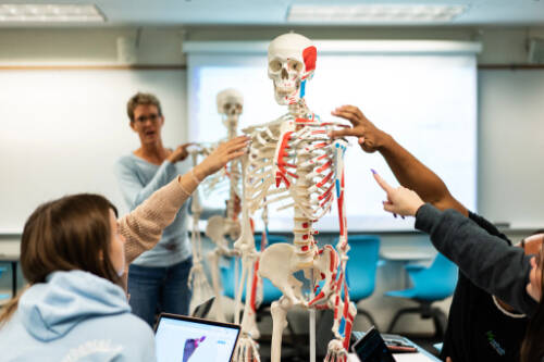 Students examine a demonstration skeleton
